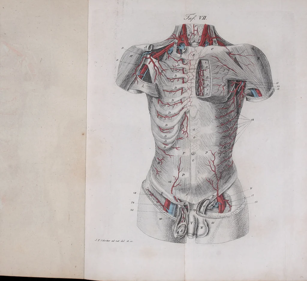 An illustration from Pfennig-Encyklopädie der Anatomie, oder, Bildliche Darstellung der gesammten menschlichen Anatomie : nach Rosenmüller, Loder, Carl Bell, Gordon, Bock etc / gestochen von J.F. Schröter ; mit erklärendem Texte von. Th. Richter., 1834, leaf 393