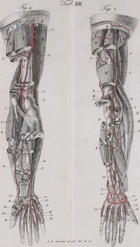 An illustration from Pfennig-Encyklopädie der Anatomie, oder, Bildliche Darstellung der gesammten menschlichen Anatomie : nach Rosenmüller, Loder, Carl Bell, Gordon, Bock etc / gestochen von J.F. Schröter ; mit erklärendem Texte von. Th. Richter., 1834, leaf 403