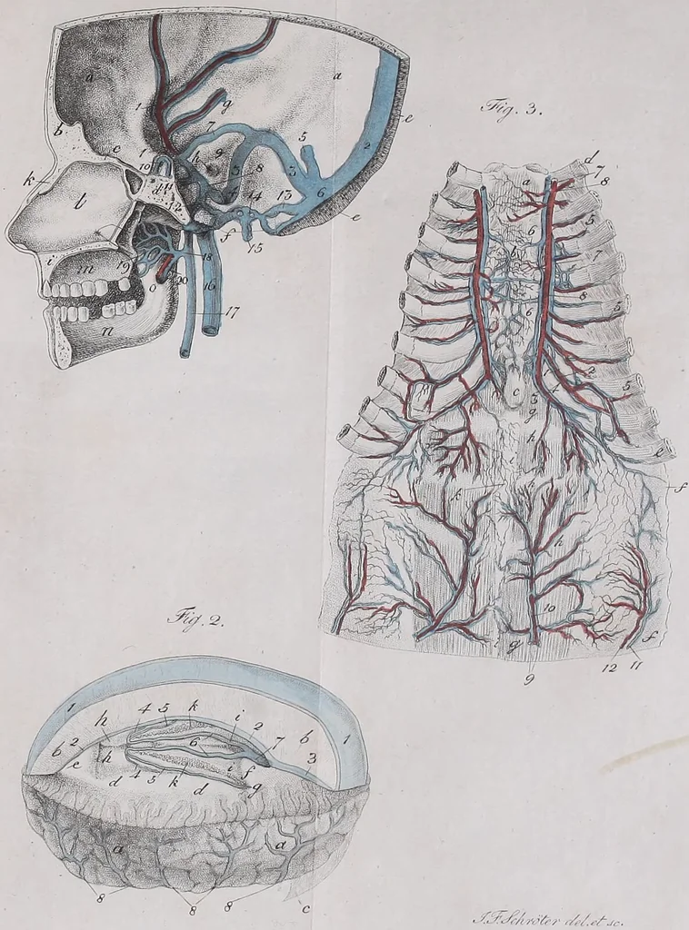 An illustration from Pfennig-Encyklopädie der Anatomie, oder, Bildliche Darstellung der gesammten menschlichen Anatomie : nach Rosenmüller, Loder, Carl Bell, Gordon, Bock etc / gestochen von J.F. Schröter ; mit erklärendem Texte von. Th. Richter., 1834, leaf 467