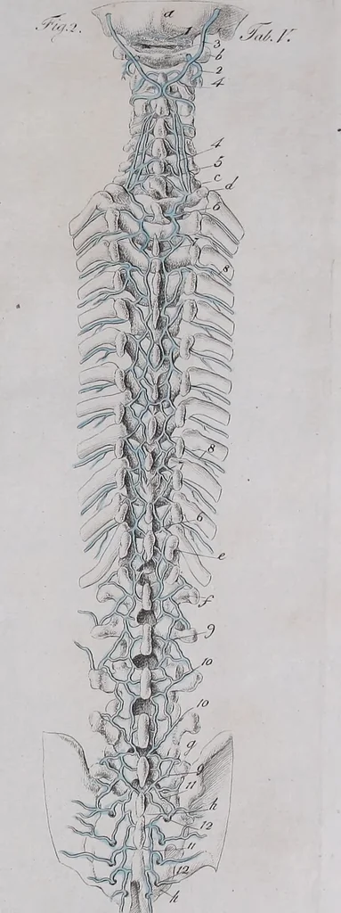 An illustration from Pfennig-Encyklopädie der Anatomie, oder, Bildliche Darstellung der gesammten menschlichen Anatomie : nach Rosenmüller, Loder, Carl Bell, Gordon, Bock etc / gestochen von J.F. Schröter ; mit erklärendem Texte von. Th. Richter., 1834, leaf 469