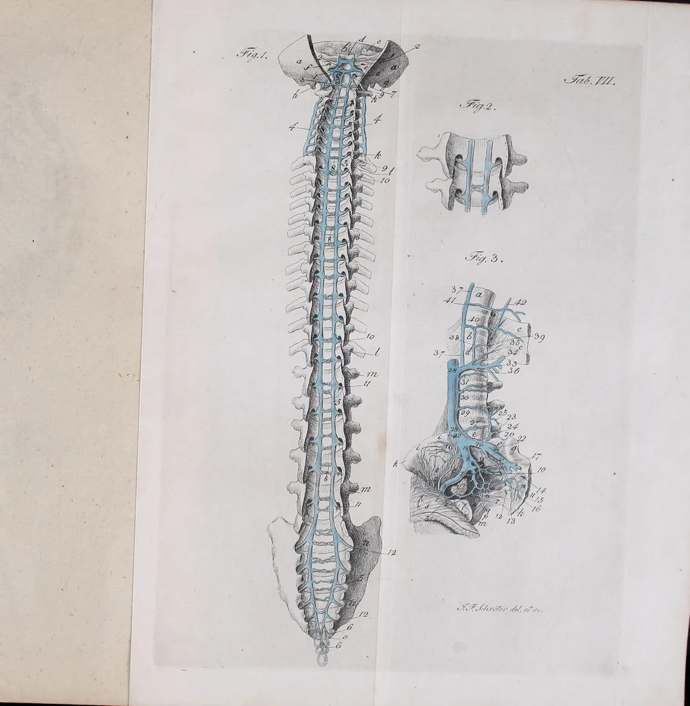 An illustration from Pfennig-Encyklopädie der Anatomie, oder, Bildliche Darstellung der gesammten menschlichen Anatomie : nach Rosenmüller, Loder, Carl Bell, Gordon, Bock etc / gestochen von J.F. Schröter ; mit erklärendem Texte von. Th. Richter., 1834, leaf 473