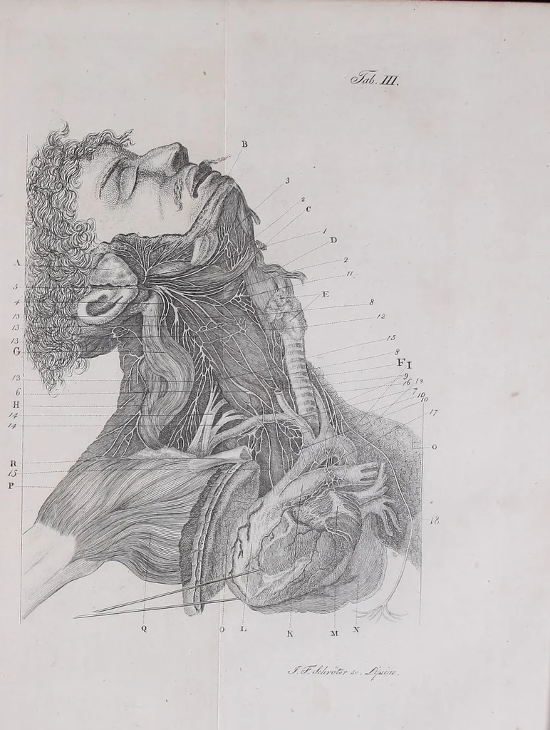 An illustration from Pfennig-Encyklopädie der Anatomie, oder, Bildliche Darstellung der gesammten menschlichen Anatomie : nach Rosenmüller, Loder, Carl Bell, Gordon, Bock etc / gestochen von J.F. Schröter ; mit erklärendem Texte von. Th. Richter., 1834, leaf 531