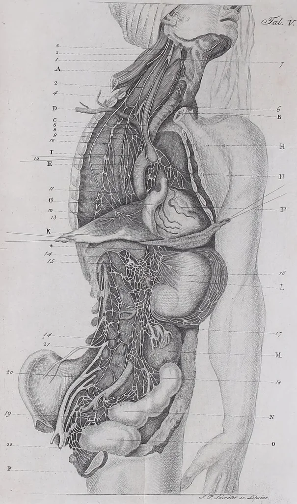 An illustration from Pfennig-Encyklopädie der Anatomie, oder, Bildliche Darstellung der gesammten menschlichen Anatomie : nach Rosenmüller, Loder, Carl Bell, Gordon, Bock etc / gestochen von J.F. Schröter ; mit erklärendem Texte von. Th. Richter., 1834, leaf 535