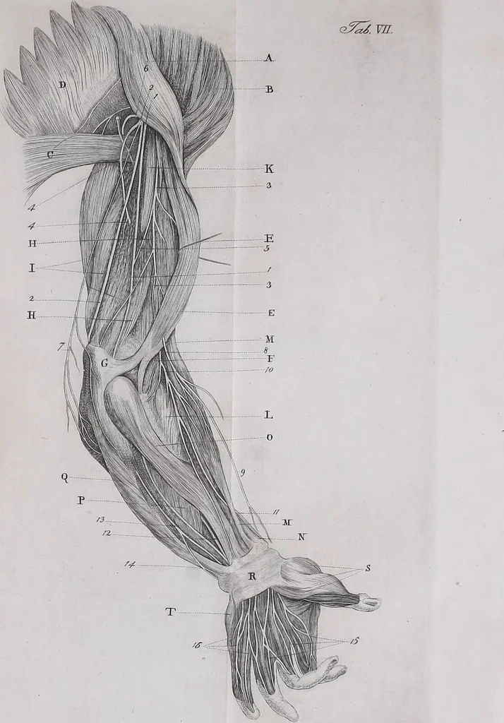 An illustration from Pfennig-Encyklopädie der Anatomie, oder, Bildliche Darstellung der gesammten menschlichen Anatomie : nach Rosenmüller, Loder, Carl Bell, Gordon, Bock etc / gestochen von J.F. Schröter ; mit erklärendem Texte von. Th. Richter., 1834, leaf 539