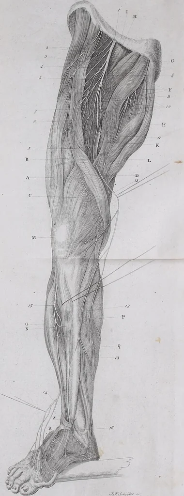 An illustration from Pfennig-Encyklopädie der Anatomie, oder, Bildliche Darstellung der gesammten menschlichen Anatomie : nach Rosenmüller, Loder, Carl Bell, Gordon, Bock etc / gestochen von J.F. Schröter ; mit erklärendem Texte von. Th. Richter., 1834, leaf 547