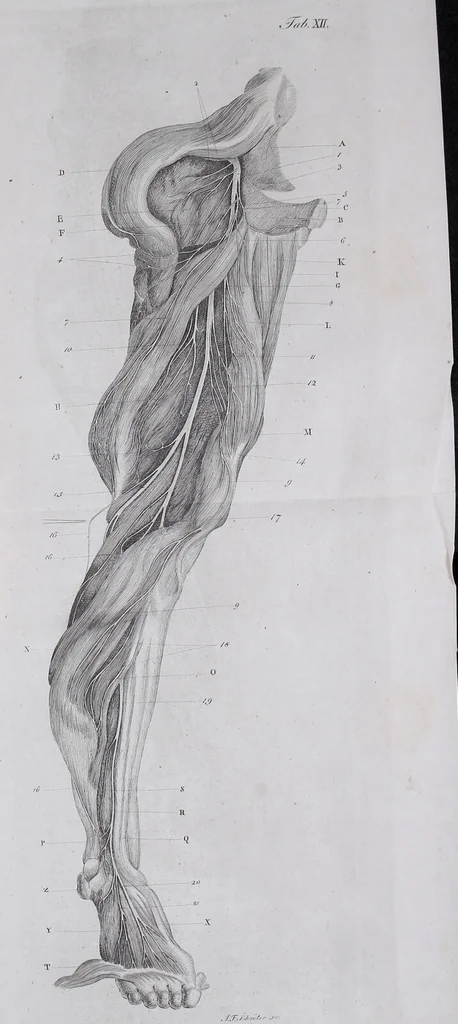 An illustration from Pfennig-Encyklopädie der Anatomie, oder, Bildliche Darstellung der gesammten menschlichen Anatomie : nach Rosenmüller, Loder, Carl Bell, Gordon, Bock etc / gestochen von J.F. Schröter ; mit erklärendem Texte von. Th. Richter., 1834, leaf 549
