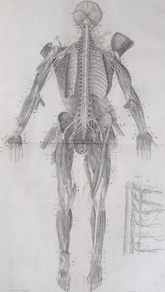 An illustration from Pfennig-Encyklopädie der Anatomie, oder, Bildliche Darstellung der gesammten menschlichen Anatomie : nach Rosenmüller, Loder, Carl Bell, Gordon, Bock etc / gestochen von J.F. Schröter ; mit erklärendem Texte von. Th. Richter., 1834, leaf 550