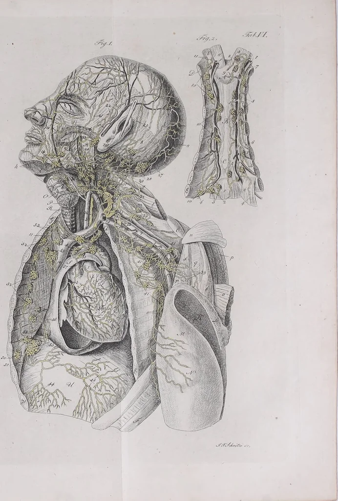 An illustration from Pfennig-Encyklopädie der Anatomie, oder, Bildliche Darstellung der gesammten menschlichen Anatomie : nach Rosenmüller, Loder, Carl Bell, Gordon, Bock etc / gestochen von J.F. Schröter ; mit erklärendem Texte von. Th. Richter., 1834, leaf 607
