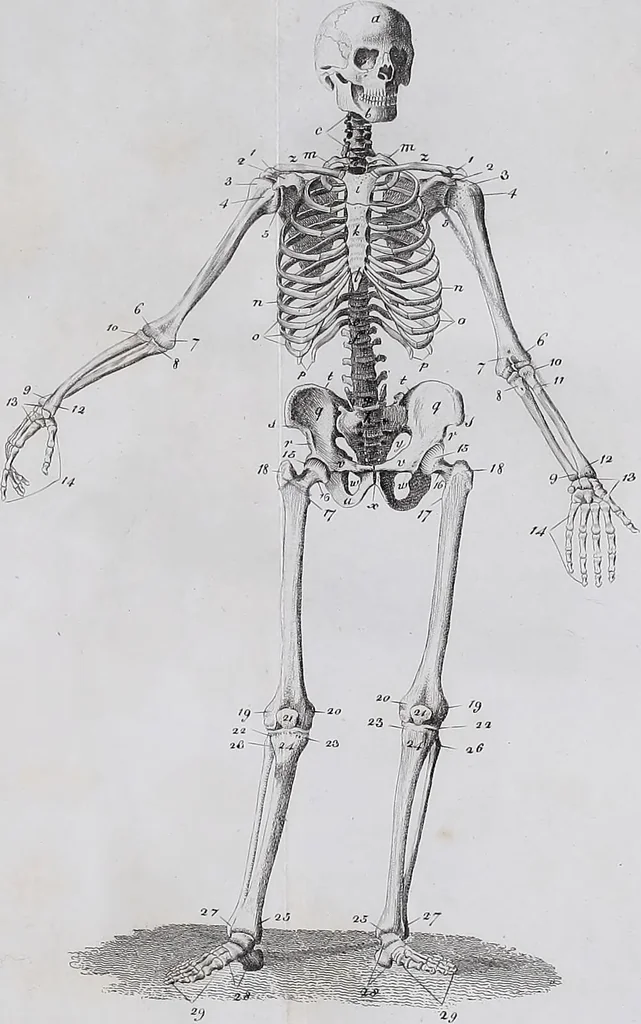 An illustration from Pfennig-Encyklopädie der Anatomie, oder, Bildliche Darstellung der gesammten menschlichen Anatomie : nach Rosenmüller, Loder, Carl Bell, Gordon, Bock etc / gestochen von J.F. Schröter ; mit erklärendem Texte von. Th. Richter., 1834, leaf 65
