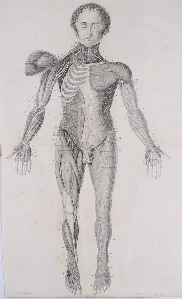 An illustration from Pfennig-Encyklopädie der Anatomie, oder, Bildliche Darstellung der gesammten menschlichen Anatomie : nach Rosenmüller, Loder, Carl Bell, Gordon, Bock etc / gestochen von J.F. Schröter ; mit erklärendem Texte von. Th. Richter., 1834, leaf 657