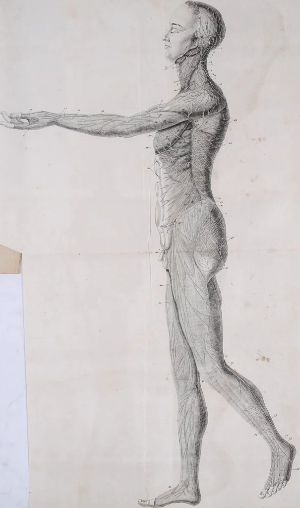 An illustration from Pfennig-Encyklopädie der Anatomie, oder, Bildliche Darstellung der gesammten menschlichen Anatomie : nach Rosenmüller, Loder, Carl Bell, Gordon, Bock etc / gestochen von J.F. Schröter ; mit erklärendem Texte von. Th. Richter., 1834, leaf 659
