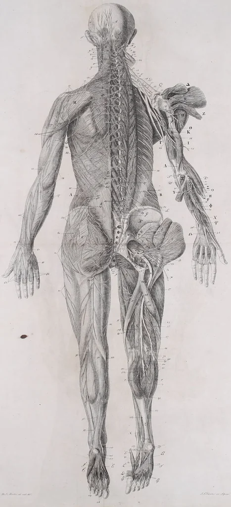 An illustration from Pfennig-Encyklopädie der Anatomie, oder, Bildliche Darstellung der gesammten menschlichen Anatomie : nach Rosenmüller, Loder, Carl Bell, Gordon, Bock etc / gestochen von J.F. Schröter ; mit erklärendem Texte von. Th. Richter., 1834, leaf 661