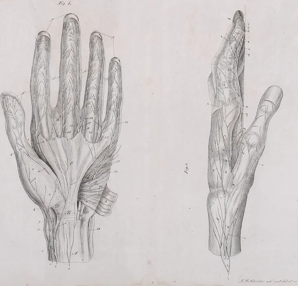 An illustration from Pfennig-Encyklopädie der Anatomie, oder, Bildliche Darstellung der gesammten menschlichen Anatomie : nach Rosenmüller, Loder, Carl Bell, Gordon, Bock etc / gestochen von J.F. Schröter ; mit erklärendem Texte von. Th. Richter., 1834, leaf 663
