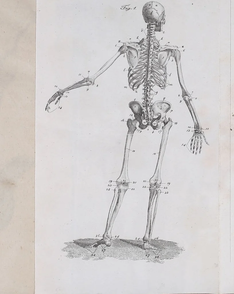An illustration from Pfennig-Encyklopädie der Anatomie, oder, Bildliche Darstellung der gesammten menschlichen Anatomie : nach Rosenmüller, Loder, Carl Bell, Gordon, Bock etc / gestochen von J.F. Schröter ; mit erklärendem Texte von. Th. Richter., 1834, leaf 67