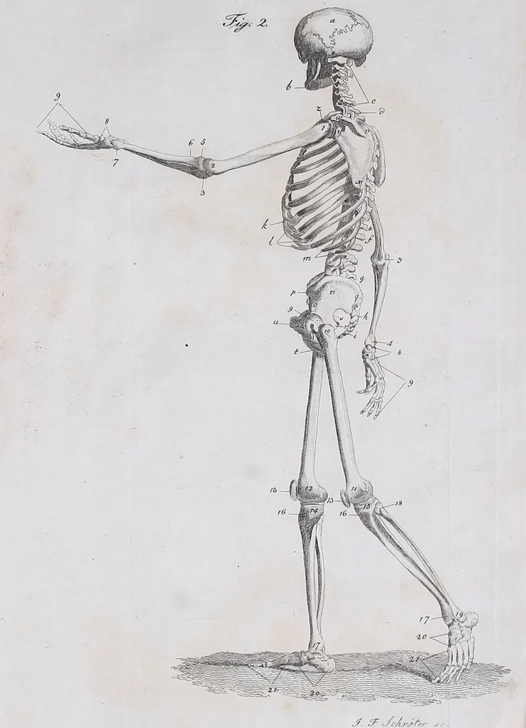 An illustration from Pfennig-Encyklopädie der Anatomie, oder, Bildliche Darstellung der gesammten menschlichen Anatomie : nach Rosenmüller, Loder, Carl Bell, Gordon, Bock etc / gestochen von J.F. Schröter ; mit erklärendem Texte von. Th. Richter., 1834, leaf 67