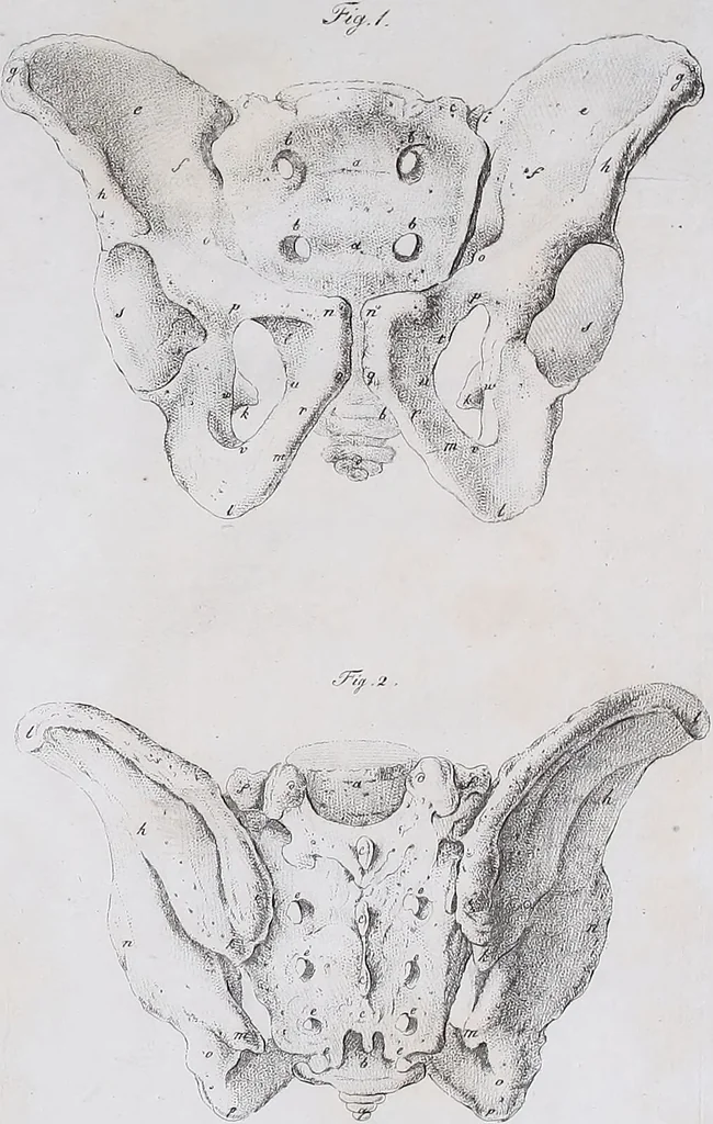 An illustration from Pfennig-Encyklopädie der Anatomie, oder, Bildliche Darstellung der gesammten menschlichen Anatomie : nach Rosenmüller, Loder, Carl Bell, Gordon, Bock etc / gestochen von J.F. Schröter ; mit erklärendem Texte von. Th. Richter., 1834, leaf 69