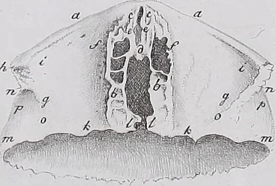 An illustration from Pfennig-Encyklopädie der Anatomie, oder, Bildliche Darstellung der gesammten menschlichen Anatomie : nach Rosenmüller, Loder, Carl Bell, Gordon, Bock etc / gestochen von J.F. Schröter ; mit erklärendem Texte von. Th. Richter., 1834, leaf 71