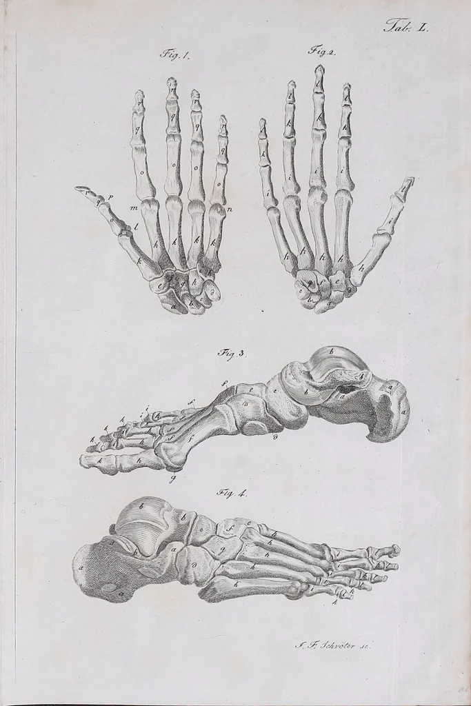 An illustration from Pfennig-Encyklopädie der Anatomie, oder, Bildliche Darstellung der gesammten menschlichen Anatomie : nach Rosenmüller, Loder, Carl Bell, Gordon, Bock etc / gestochen von J.F. Schröter ; mit erklärendem Texte von. Th. Richter., 1834, leaf 71