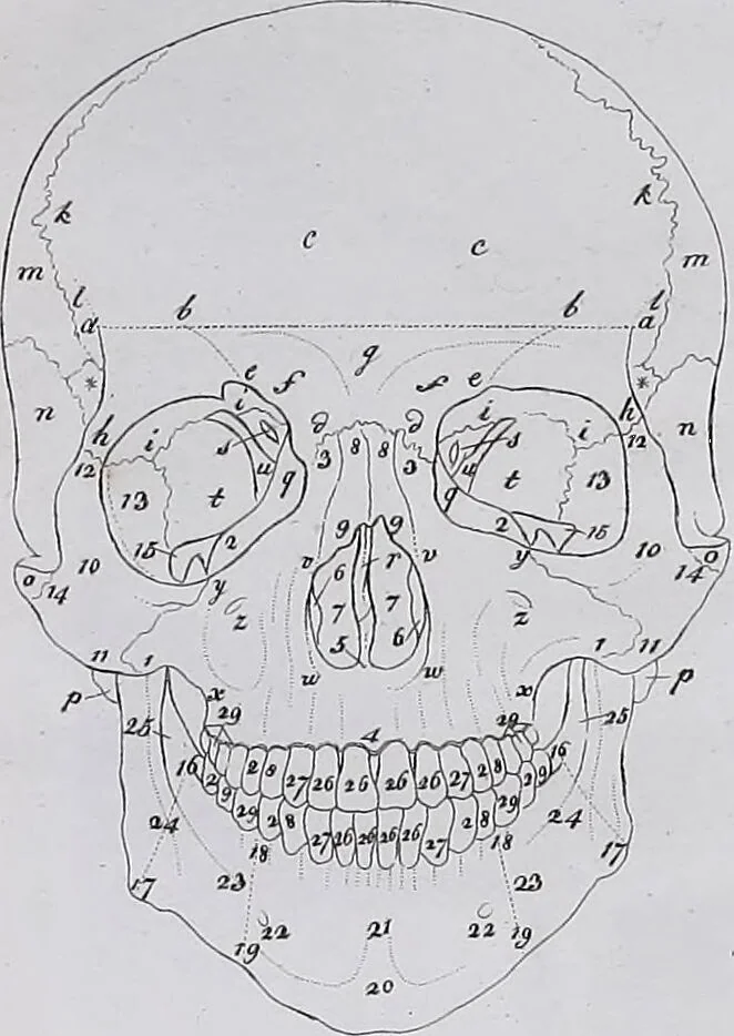 An illustration from Pfennig-Encyklopädie der Anatomie, oder, Bildliche Darstellung der gesammten menschlichen Anatomie : nach Rosenmüller, Loder, Carl Bell, Gordon, Bock etc / gestochen von J.F. Schröter ; mit erklärendem Texte von. Th. Richter., 1834, leaf 73