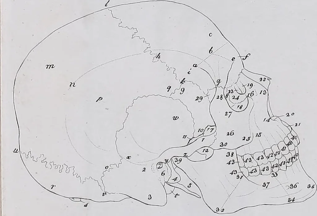 An illustration from Pfennig-Encyklopädie der Anatomie, oder, Bildliche Darstellung der gesammten menschlichen Anatomie : nach Rosenmüller, Loder, Carl Bell, Gordon, Bock etc / gestochen von J.F. Schröter ; mit erklärendem Texte von. Th. Richter., 1834, leaf 73
