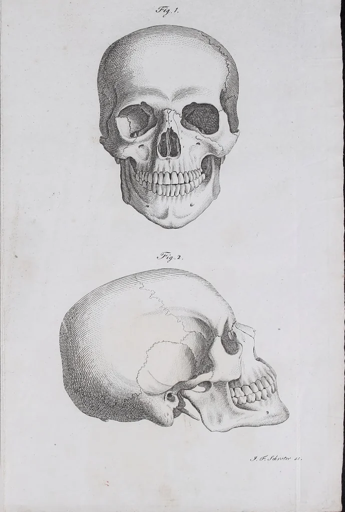 An illustration from Pfennig-Encyklopädie der Anatomie, oder, Bildliche Darstellung der gesammten menschlichen Anatomie : nach Rosenmüller, Loder, Carl Bell, Gordon, Bock etc / gestochen von J.F. Schröter ; mit erklärendem Texte von. Th. Richter., 1834, leaf 73