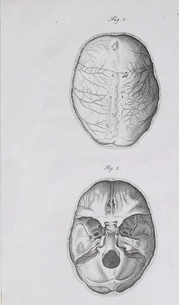 An illustration from Pfennig-Encyklopädie der Anatomie, oder, Bildliche Darstellung der gesammten menschlichen Anatomie : nach Rosenmüller, Loder, Carl Bell, Gordon, Bock etc / gestochen von J.F. Schröter ; mit erklärendem Texte von. Th. Richter., 1834, leaf 75