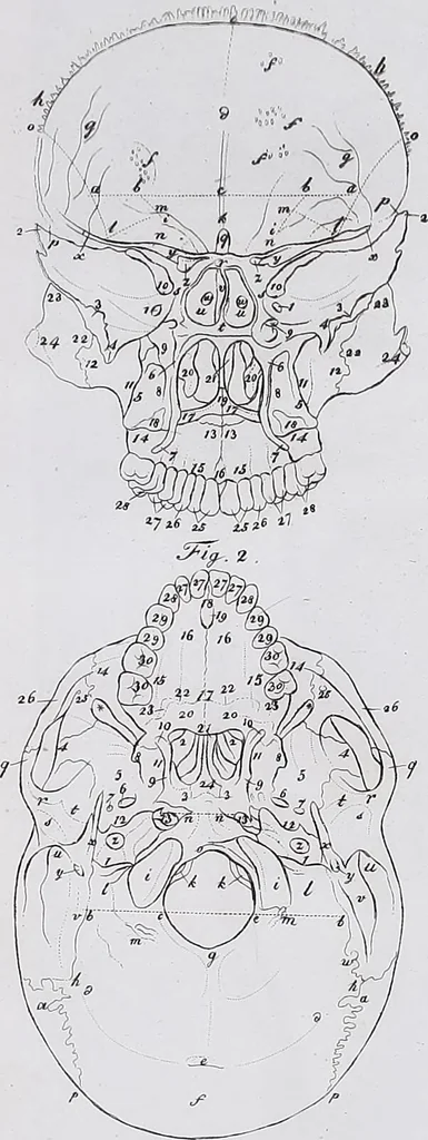 An illustration from Pfennig-Encyklopädie der Anatomie, oder, Bildliche Darstellung der gesammten menschlichen Anatomie : nach Rosenmüller, Loder, Carl Bell, Gordon, Bock etc / gestochen von J.F. Schröter ; mit erklärendem Texte von. Th. Richter., 1834, leaf 77