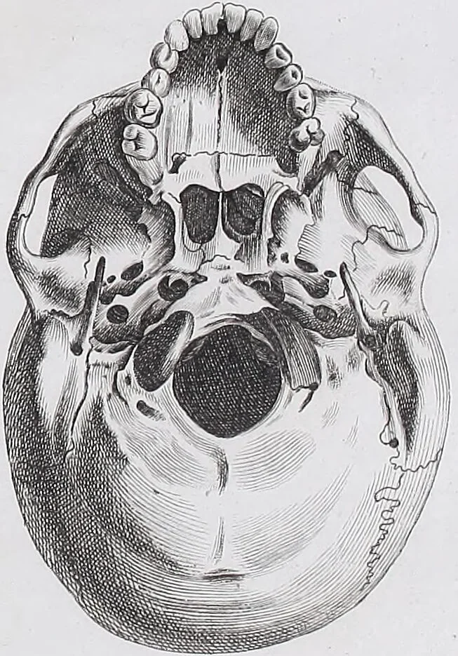 An illustration from Pfennig-Encyklopädie der Anatomie, oder, Bildliche Darstellung der gesammten menschlichen Anatomie : nach Rosenmüller, Loder, Carl Bell, Gordon, Bock etc / gestochen von J.F. Schröter ; mit erklärendem Texte von. Th. Richter., 1834, leaf 77