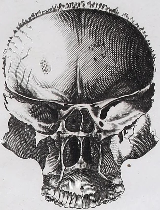 An illustration from Pfennig-Encyklopädie der Anatomie, oder, Bildliche Darstellung der gesammten menschlichen Anatomie : nach Rosenmüller, Loder, Carl Bell, Gordon, Bock etc / gestochen von J.F. Schröter ; mit erklärendem Texte von. Th. Richter., 1834, leaf 77