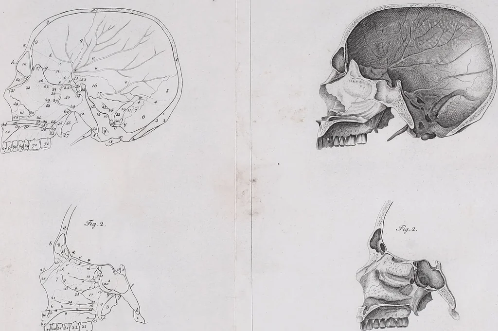 An illustration from Pfennig-Encyklopädie der Anatomie, oder, Bildliche Darstellung der gesammten menschlichen Anatomie : nach Rosenmüller, Loder, Carl Bell, Gordon, Bock etc / gestochen von J.F. Schröter ; mit erklärendem Texte von. Th. Richter., 1834, leaf 79
