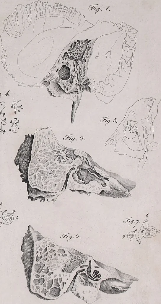An illustration from Pfennig-Encyklopädie der Anatomie, oder, Bildliche Darstellung der gesammten menschlichen Anatomie : nach Rosenmüller, Loder, Carl Bell, Gordon, Bock etc / gestochen von J.F. Schröter ; mit erklärendem Texte von. Th. Richter., 1834, leaf 81