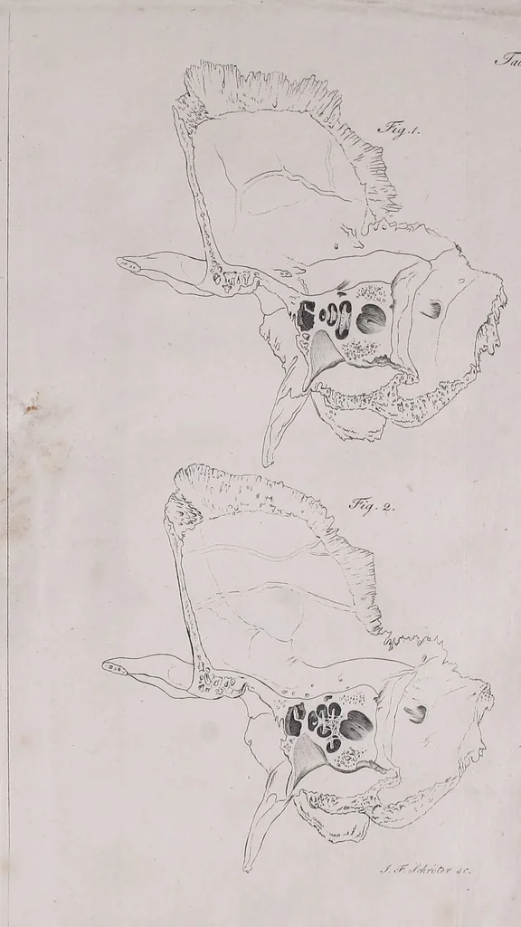 An illustration from Pfennig-Encyklopädie der Anatomie, oder, Bildliche Darstellung der gesammten menschlichen Anatomie : nach Rosenmüller, Loder, Carl Bell, Gordon, Bock etc / gestochen von J.F. Schröter ; mit erklärendem Texte von. Th. Richter., 1834, leaf 83