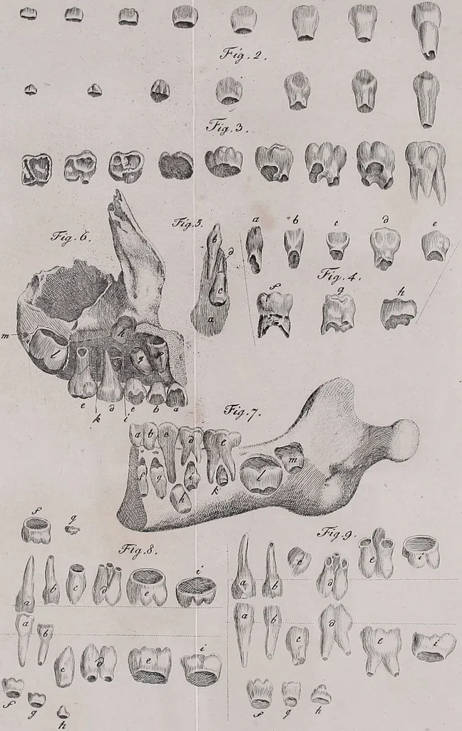 An illustration from Pfennig-Encyklopädie der Anatomie, oder, Bildliche Darstellung der gesammten menschlichen Anatomie : nach Rosenmüller, Loder, Carl Bell, Gordon, Bock etc / gestochen von J.F. Schröter ; mit erklärendem Texte von. Th. Richter., 1834, leaf 87