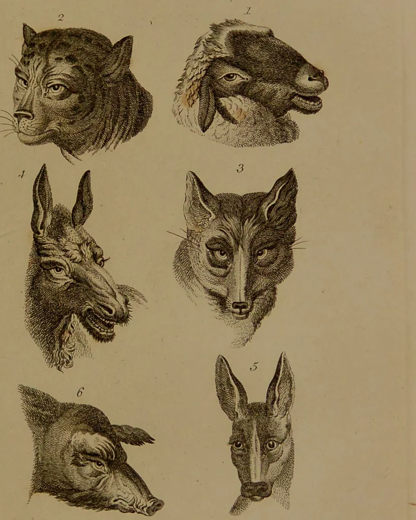An illustration from Essays on physiognomy : designed to promote the knowledge and the love of mankind / written in the German language by John Caspar Lavater ; and translated into English by Thomas Holcroft ; to which are added one hundred physiognomonical rules, a posthumous work by Mr. Lavater and Memoirs of the life of the author compiled principally from The Life of Lavater, by G. Gessner., 1850, leaf 417