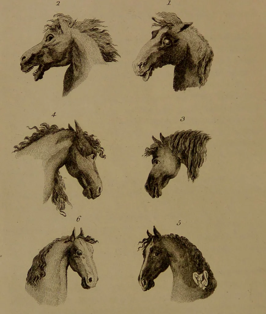 An illustration from Essays on physiognomy : designed to promote the knowledge and the love of mankind / written in the German language by John Caspar Lavater ; and translated into English by Thomas Holcroft ; to which are added one hundred physiognomonical rules, a posthumous work by Mr. Lavater and Memoirs of the life of the author compiled principally from The Life of Lavater, by G. Gessner., 1850, leaf 428