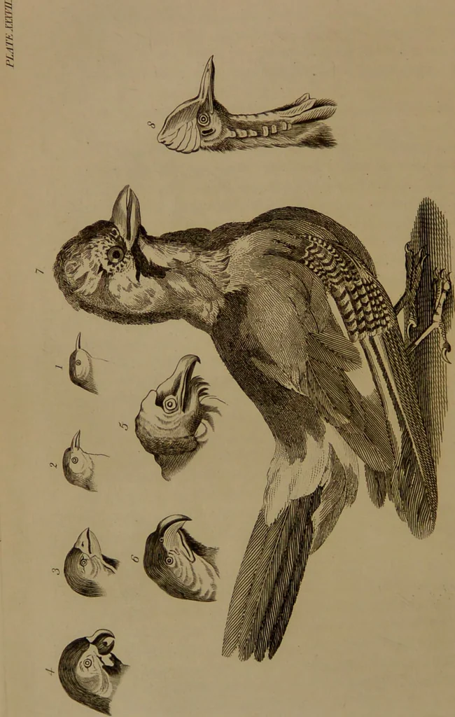 An illustration from Essays on physiognomy : designed to promote the knowledge and the love of mankind / written in the German language by John Caspar Lavater ; and translated into English by Thomas Holcroft ; to which are added one hundred physiognomonical rules, a posthumous work by Mr. Lavater and Memoirs of the life of the author compiled principally from The Life of Lavater, by G. Gessner., 1850, leaf 432