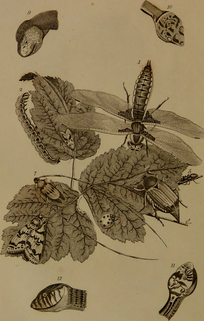 An illustration from Essays on physiognomy : designed to promote the knowledge and the love of mankind / written in the German language by John Caspar Lavater ; and translated into English by Thomas Holcroft ; to which are added one hundred physiognomonical rules, a posthumous work by Mr. Lavater and Memoirs of the life of the author compiled principally from The Life of Lavater, by G. Gessner., 1850, leaf 438