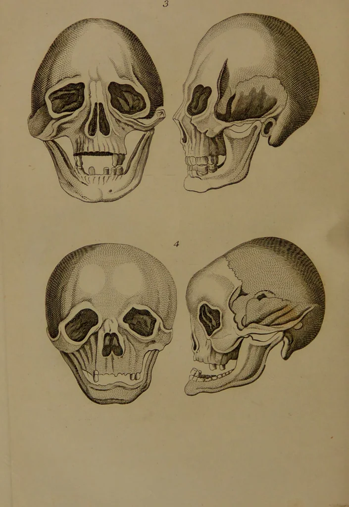 An illustration from Essays on physiognomy : designed to promote the knowledge and the love of mankind / written in the German language by John Caspar Lavater ; and translated into English by Thomas Holcroft ; to which are added one hundred physiognomonical rules, a posthumous work by Mr. Lavater and Memoirs of the life of the author compiled principally from The Life of Lavater, by G. Gessner., 1850, leaf 462