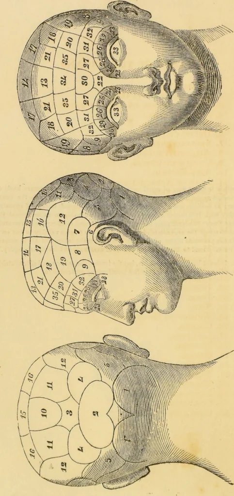 An illustration from Manual of phrenology : as an accompaniment to the phrenological bust / [James De Ville]., 1835, leaf 14