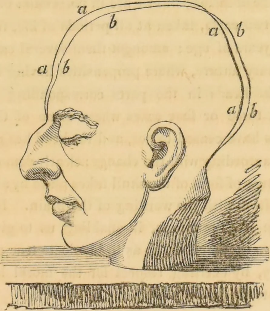 An illustration from Manual of phrenology : as an accompaniment to the phrenological bust / [James De Ville]., 1835, leaf 29