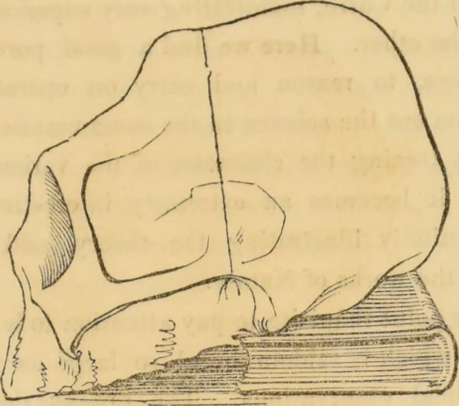 An illustration from Manual of phrenology : as an accompaniment to the phrenological bust / [James De Ville]., 1835, leaf 41
