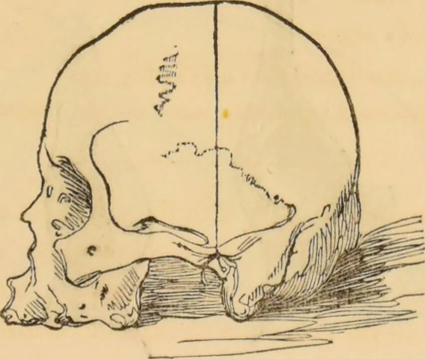 An illustration from Manual of phrenology : as an accompaniment to the phrenological bust / [James De Ville]., 1835, leaf 41