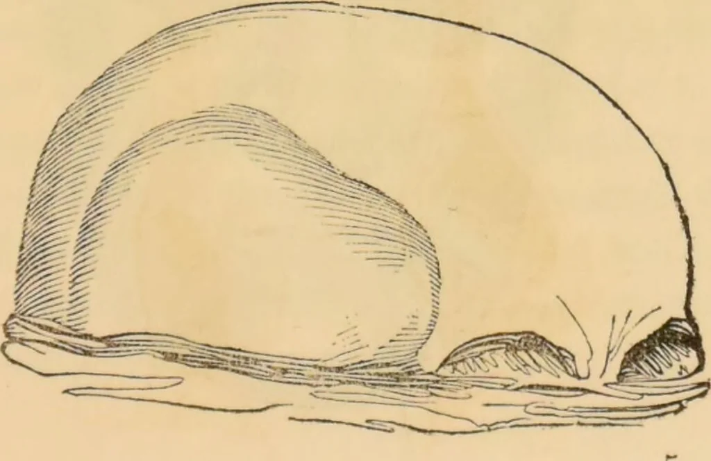 An illustration from Manual of phrenology : as an accompaniment to the phrenological bust / [James De Ville]., 1835, leaf 43