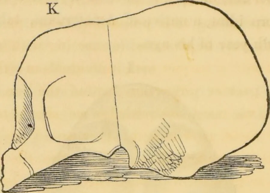 An illustration from Manual of phrenology : as an accompaniment to the phrenological bust / [James De Ville]., 1835, leaf 46