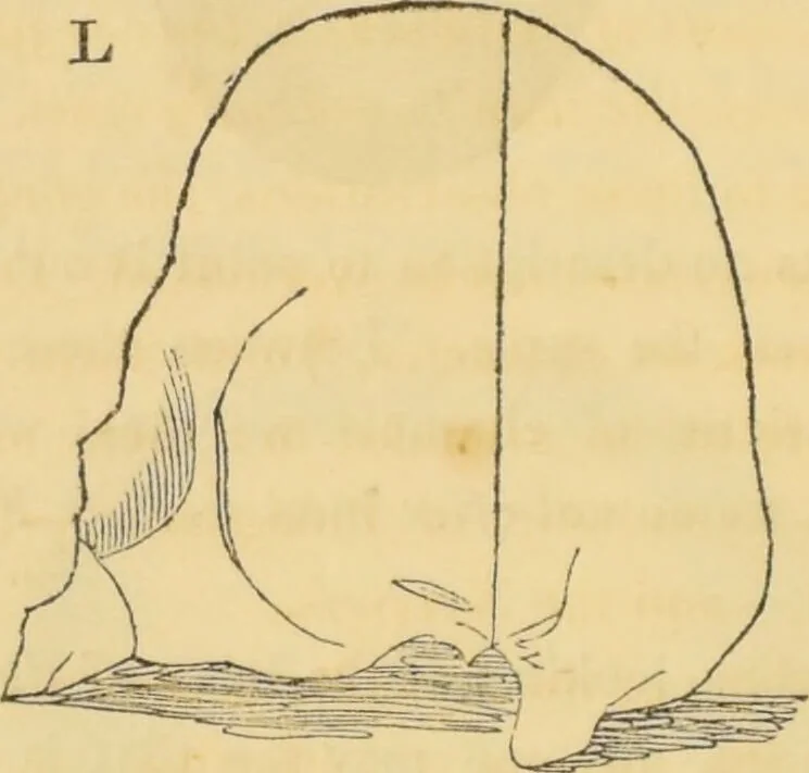 An illustration from Manual of phrenology : as an accompaniment to the phrenological bust / [James De Ville]., 1835, leaf 46