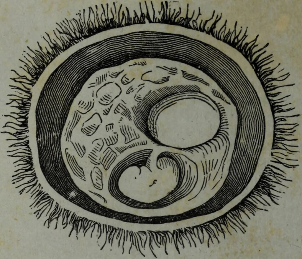 An illustration from The midwife's guide : being the complete works of Aristotle : beautifully illustrated. To which is added an appendix, explanatory of the illustrations, never before published., 1845, leaf 184