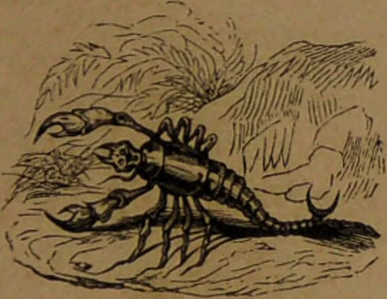 An illustration from L'art de connaître l'avenir par la chiromancie, les horoscopes, les divinations anciennes, le marc de café, etc. / Par Johannès Trismégiste [i.e. Lorambert]. Orné de 101 figures., 1843, leaf 57