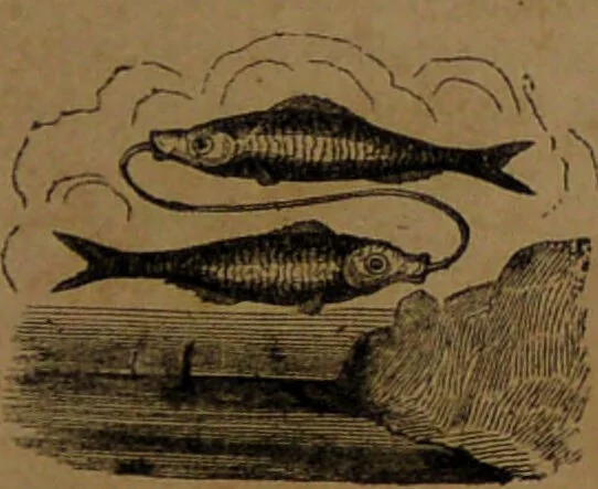 An illustration from L'art de connaître l'avenir par la chiromancie, les horoscopes, les divinations anciennes, le marc de café, etc. / Par Johannès Trismégiste [i.e. Lorambert]. Orné de 101 figures., 1843, leaf 65