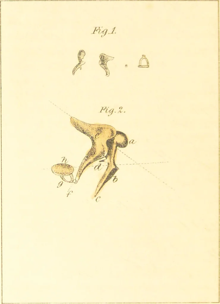 An illustration from A familiar treatise on the five senses : being an account of the conformation and functions of the eye, ear, nose, tongue, and skin ... / by Charles Bell., 1841, leaf 108
