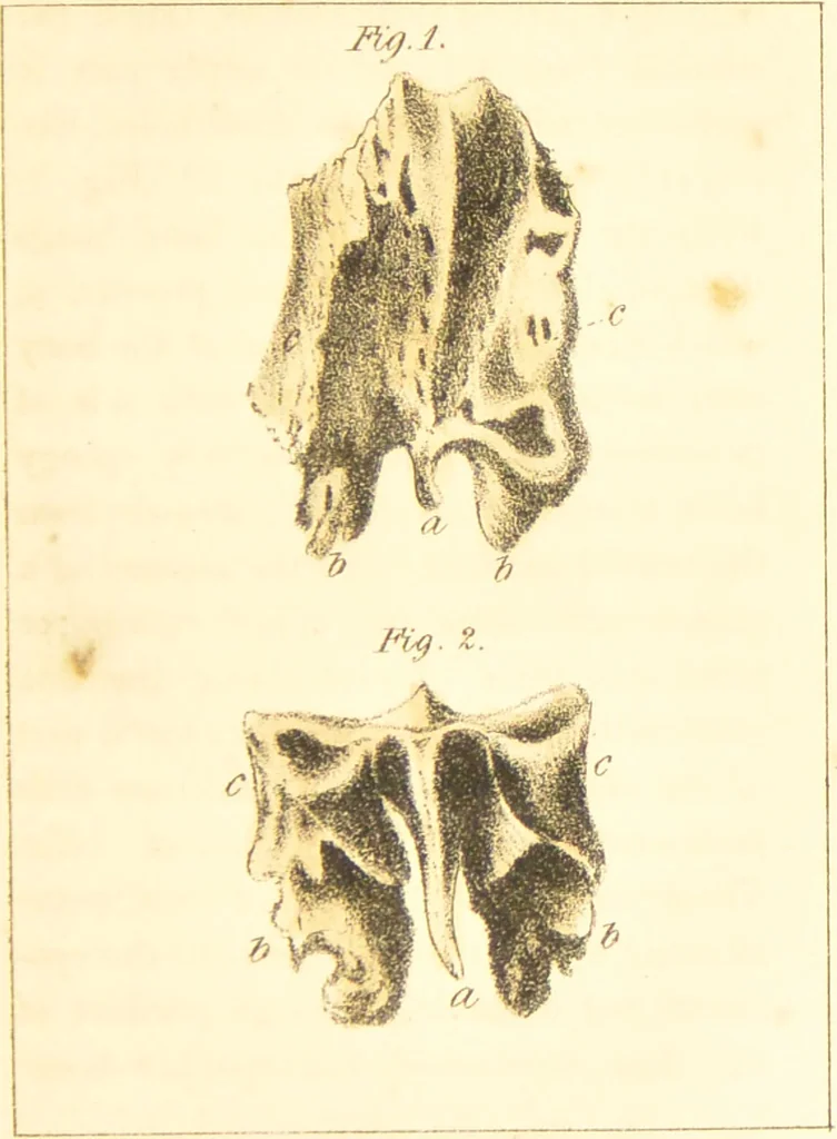An illustration from A familiar treatise on the five senses : being an account of the conformation and functions of the eye, ear, nose, tongue, and skin ... / by Charles Bell., 1841, leaf 125